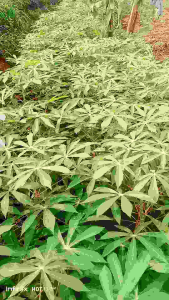 bibit singkong mentega 30 biji