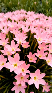 บัวดินสีชมพู กระถาง 8 นิ้ว ต้นสวย (กทม)