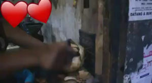 Pisau Cokel Batok Kelapa Asli Madura: Alat Memotong Kelapa Tradisional