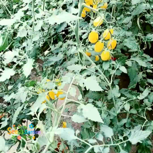 10 BUTIR BIJI/BENIH TANAMAN TOMAT CHERRY IVORY PEAR