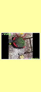 Ready Stock#现货#Single Pipe Torch#Double Pipe Torch# Semawar satu pipe#Semawar dua pipe#灯吹