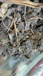 đất thịt trồng cây 5kg + 200g phân hữu cơ trùng quế