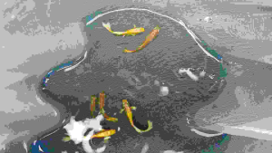 24K Gold Guppy Fish Size 1 to 1.5 inc 24K gold guppy