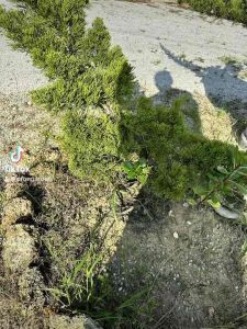 Non-woven Ground Cover Protection Mat Weed Mat Plant Covers Tree Covering Ring Diameter Covering Ring Anti-Weed Mat