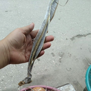 ปลาดาบเล็กsmall1kilo