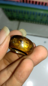 CINCIN FOSIL AKAR BAHAR YUSER SERAT EMAS LAUT MERAH