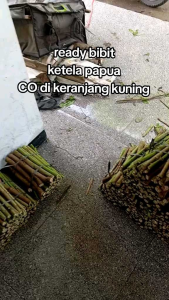 Bibit Telo Papua / Ketela Papua / Singkong Papua 15 cm. Beli 1 ikat Bonus 1-3 batang