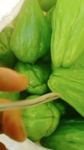 Labu Siam#Jipang#Waluh Cina