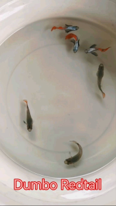 2 Pair Gred A Guppy Dumbo Redtail/Red Lace/Dumbo Blue Dragon HM/Albino Platinum White RESTOCK EVERY FRIDAY