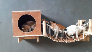 Playground Rumah Kucing Dinding: Desain & Mainan Interaktif