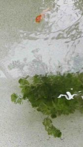 อ่างเลี้ยงปลา อ่างบัว อ่างพอลิเมอร์ น้ำหนักเบา เคลื่อนย้ายสะดวก ขนาด 350 ลิตร เส้นผ่านศูนย์กลาง 95 ซม. สูง 62 ซม. แข็งแรง ทนทาน ใช้งานได้นาน