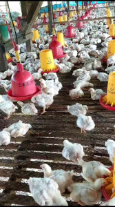 Vitamin Ayam: Suplemen & Vitamin Penggemukan