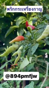 พริกกะเหรี่ยงกาญจนบุรี 🌶️ #เมล็ดพันธุ์พริกกะเหรี่ยงกาญจนบุรี🌶️ บรรจุ 100-150เมล็ดผลดก ปลูกง่าย ชอบดินร่วน ให้ผลผลิตไว