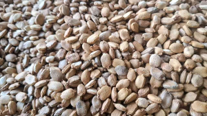 (100 GRAM) BENIH PARE|BIJI PARE UNGGUL.berkulitas