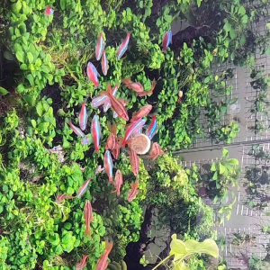 Thức ăn Viên Dán Kính Adhesive Food_ Loại dính tốt tan chậm (Hộp 100 viên)