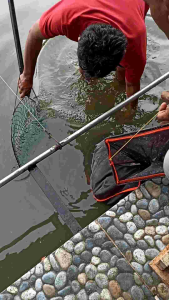 OPLOSAN  ESSEN GRANIUM MELON ESSEN SI NGABRET ESSEN PANCING IKANMAS 15ML.