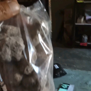 Batu Apung Media Filter Aquarium: Pumice Media Rumah Bakteri