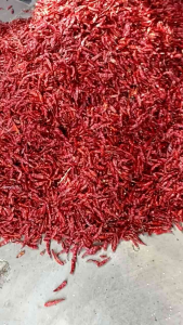 MURAH 1KG CABE TEJA SUPER PEDAS KERING /CABE RAWIT CAPLAK