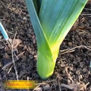 [Virladia Seeds] Biji Benih tanaman Daun Bawang Jumbo American Flag