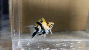 Red Head Tiger Balloon Molly Fish(Male) 红头短身气球茉莉鱼(公)❗️(Not random fish)❗️Fish same as order❗️36