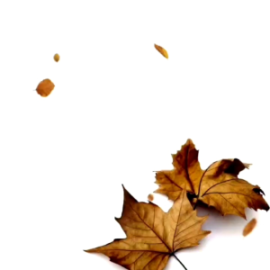 Paket Reseller Parfum My Mozza Non Alkohol Isi 10 Pcs Tahan Lama 100% Ori