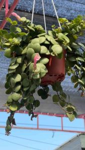 #ลิปสติกดอกสีชมพู #ใบเป็นรูปหัวใจ กอใหญ่ สวยงาม ขนาดกระถาง 7-8นิ้ว #ลิปสติก #Aeschynanthus radicans Jack  มีเฉพาะบางช่วง ก่ินสั่งถามได้ค่ะ ลงวันที่29-1-25  ลิปสติก ชื่อวิทยาศาสตร์: Aeschynanthus radicans Jack ชื่อสามัญ: Lipstick Vine ชื่ออื่น: – วงศ์: GES