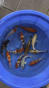🇯🇵🇲🇾 Japan Bloodline 8–9” Special Selection · 12pcs Feng Shui Koi Set · High Grade Local Bred · RM1888