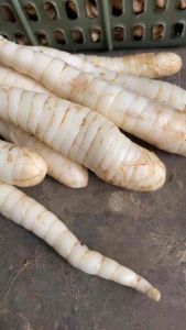 Umbi garut segar 500gram