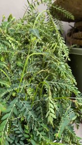 Daun Meniran Segar 100 Gr