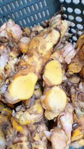 Bangle Panglai Segar 500gram: Aksesoris Fashion Wanita