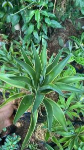 Tanaman Hias Agave Siklok Hijau - Hiasan Taman Agave Siklok Hijau / Tanaman Hidup Siklok ijo Bibit