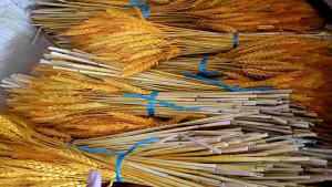 Bông lúa mạch nhuộm vàng