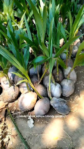 bibit kelapa hibrida super genjeh pendek sdah berbuah lebat