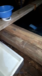 benih ikan sidat 150 ekor jenis bicolor