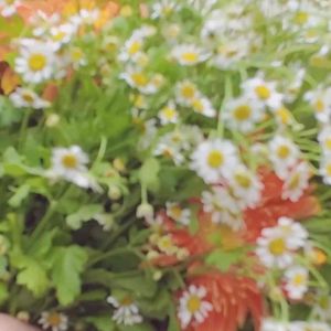 DAYLY DAILY SUN SPRAY ผิวหน้า UV & ปกป้อง สเปรย์กันแดด สำหรับใบหน้า 50 พีเอ +++