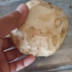 BENGKOANG FRESH 500GR