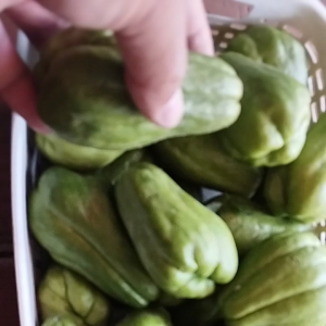 Labu Acar Berkualitas & Segar: Tips Memilih & Mengolah