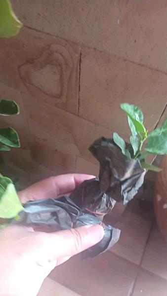 Buyer review video 2