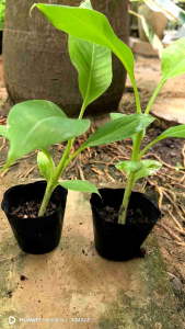 2ต้นกล้วยหอมทอง แม่สอด ต้นกล้า1.5เดือน ต้นกล้ากล้วยหอมทอง2ต้น