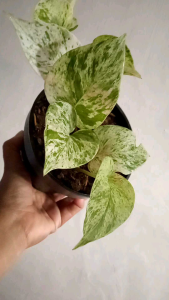 Tanaman sirih merah / sirih wulung / tanaman herbal