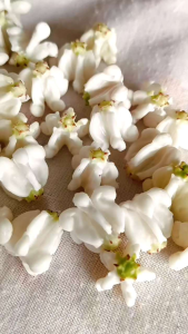 ดอกรักดินไทย ความสูง1.5เซนติเมตร