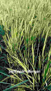Bibit Benih Padi Inpari Silangan: Memahami & Menggunakan