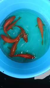 JAPAN KOI TORAZO APPLE MANGO 23-28cm  588 per koi including shipping