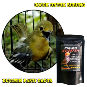 PENGGACOR burung cipau ciblek prenjak pleci pakan burung VOER halus