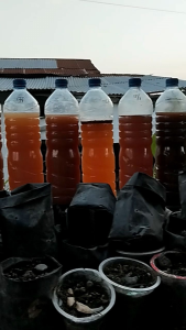 Biang Bakteri Fotosintesis (PSB) SUPER JAKABA