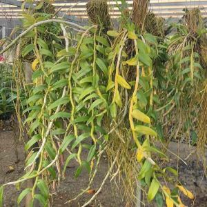 กล้วยไม้ เอื้องสายโอโน่ชมพู ดอกหอมมาก ออกดอกหน้าร้อน