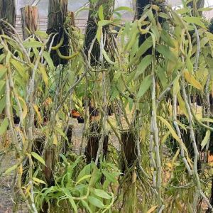 กล้วยไม้ เอื้องสายน้ำผึ้งไทย ฤดูดอกกุมภาพันธุ์ - เมษายน