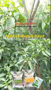 Pupuk Cabe Cabai Fase Pembuahan Resep Petani Cerdas. Buah Lebat Anti Rontok