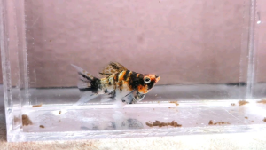 Red Head Tiger Balloon Molly Fish(Female) 红头短身气球茉莉鱼(母)❗️(Not random fish)❗️Fish same as order❗️29