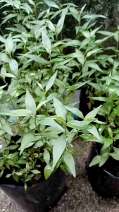 Pokok Daun Kesum Tumbuhan Herba